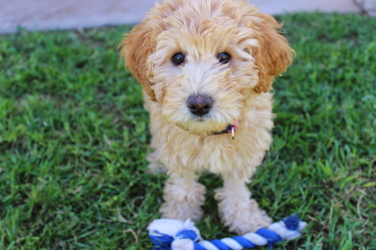 5 Secrets To Stop Your Labradoodle from Leash Pulling