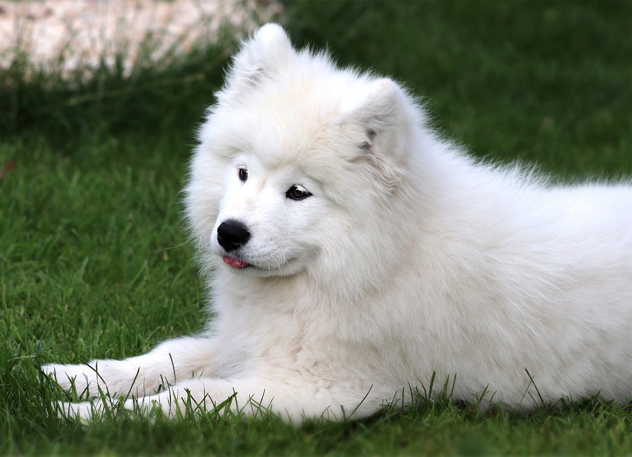 Best Probiotics for Samoyeds