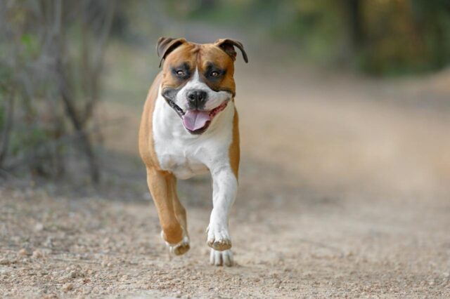 10 Best Invisible Dog Fences for American Staffordshire Terriers