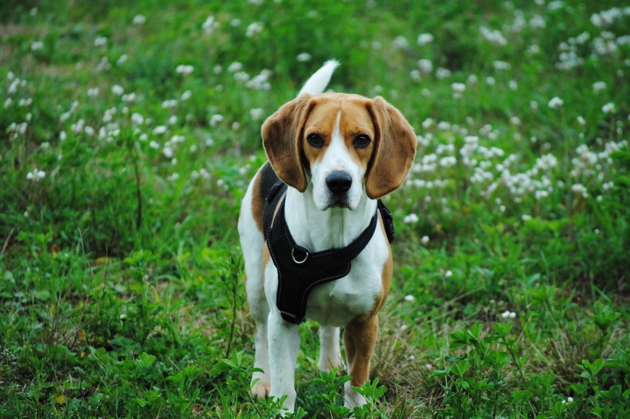 7 Best Online Dog Training Classes for Beagles