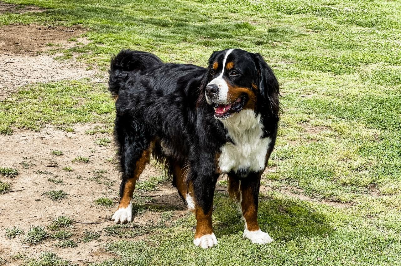 7 Best Online Dog Training Classes for Bernese Mountain Dogs