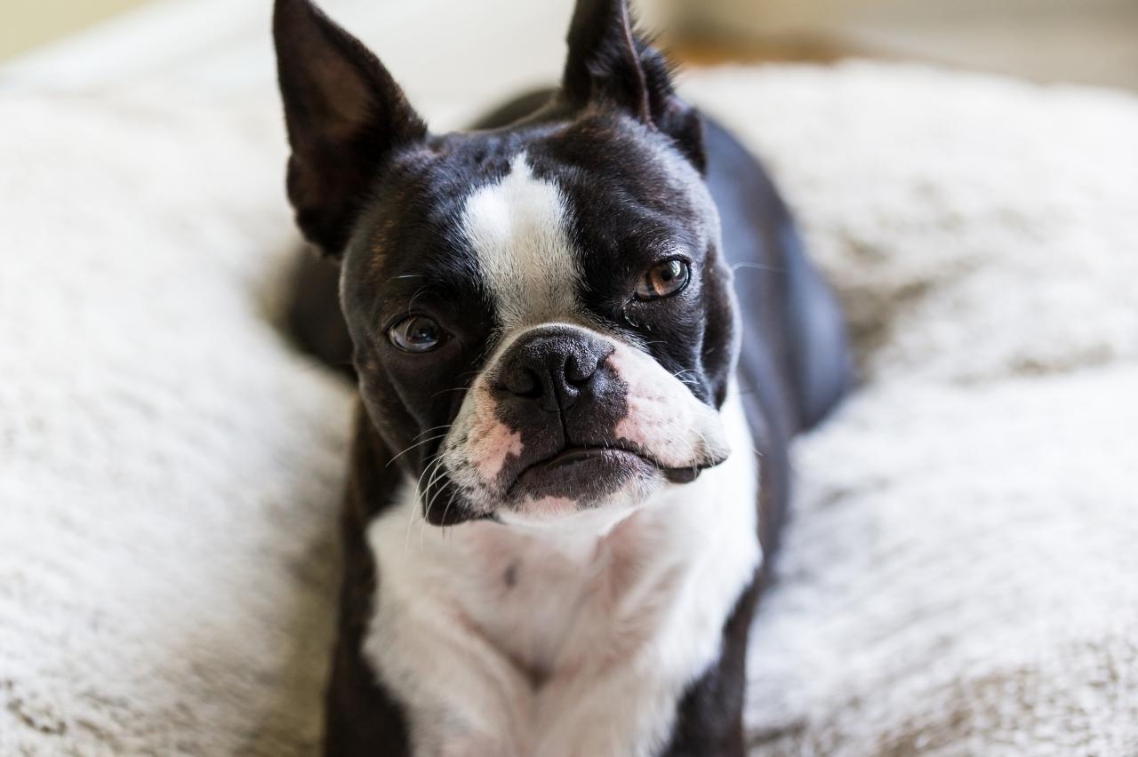 10 Best Dog Cameras for Boston Terriers