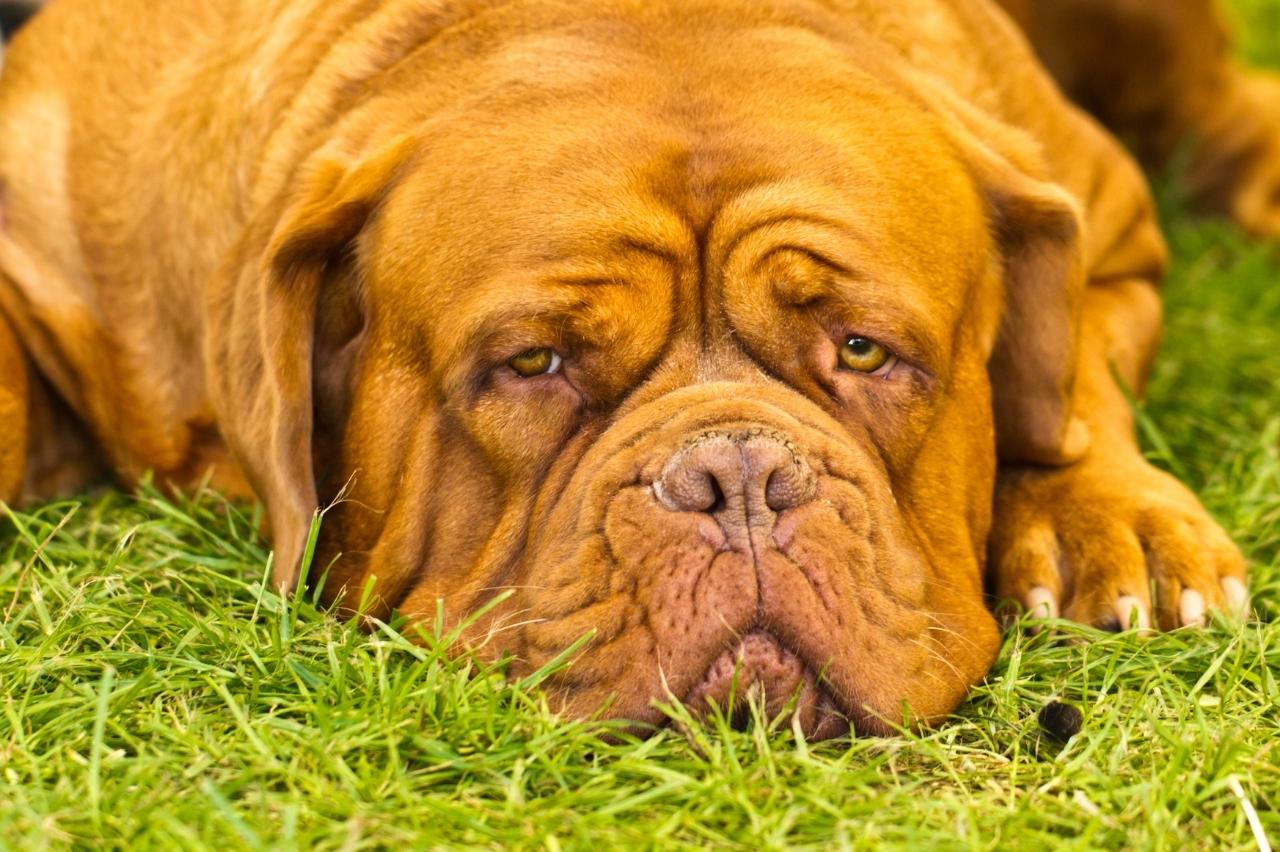 10 Best Dog Multivitamin Products for Dogue De Bordeaux