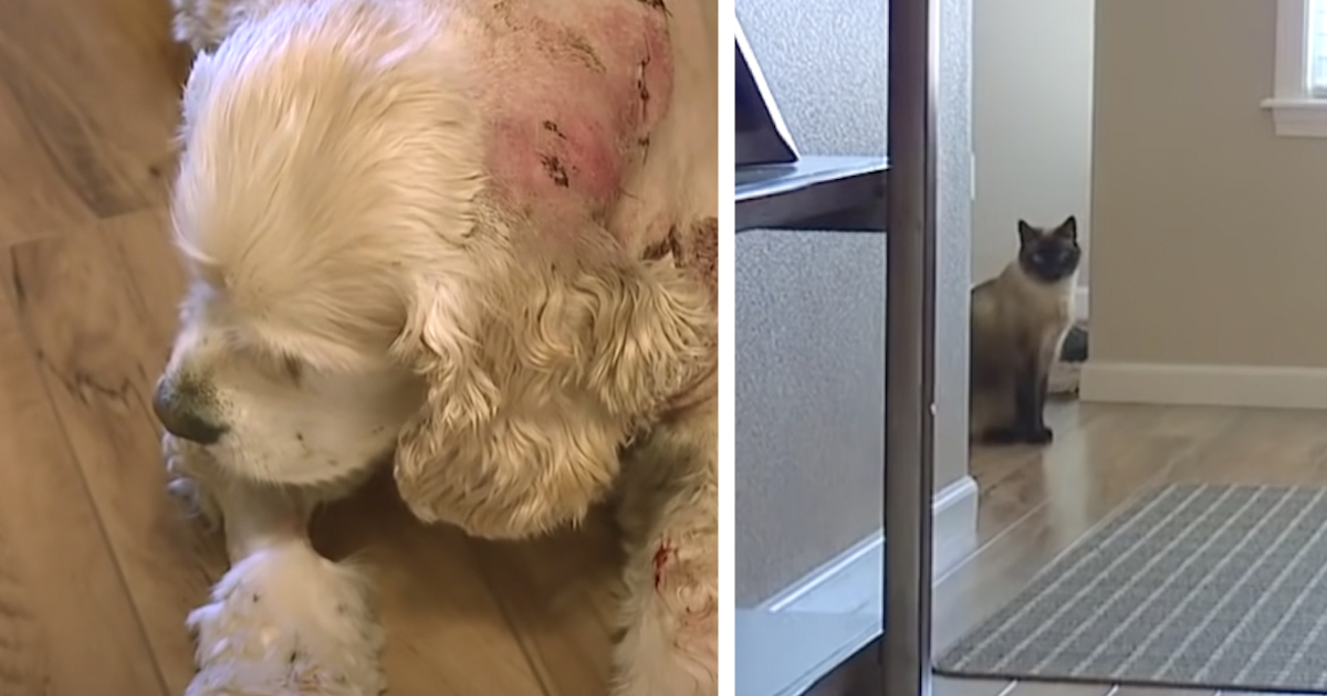 Dog Is Attacked While Out In The Garage, But The Family Cat Saves The Day