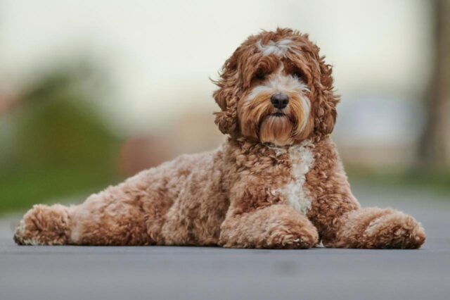 Labradoodle