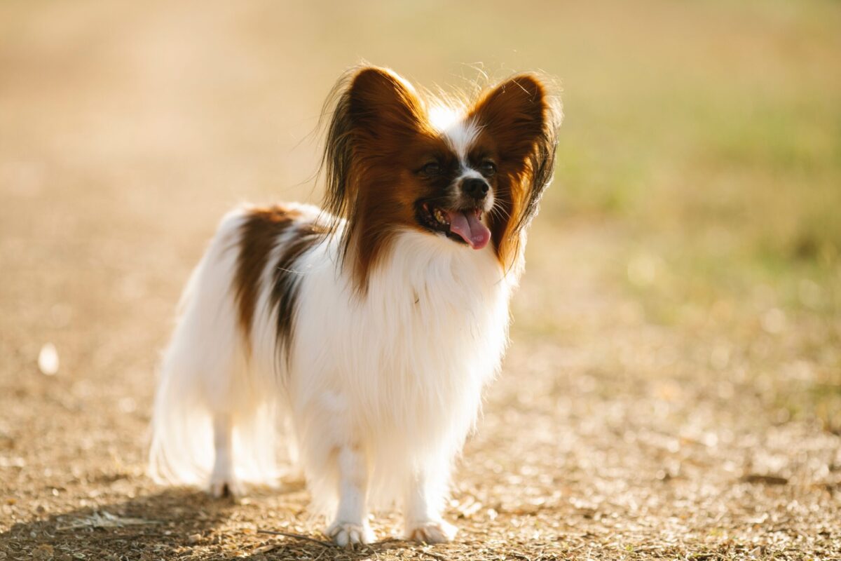 9 Best Smart Dog Feeders for Papillons in 2024