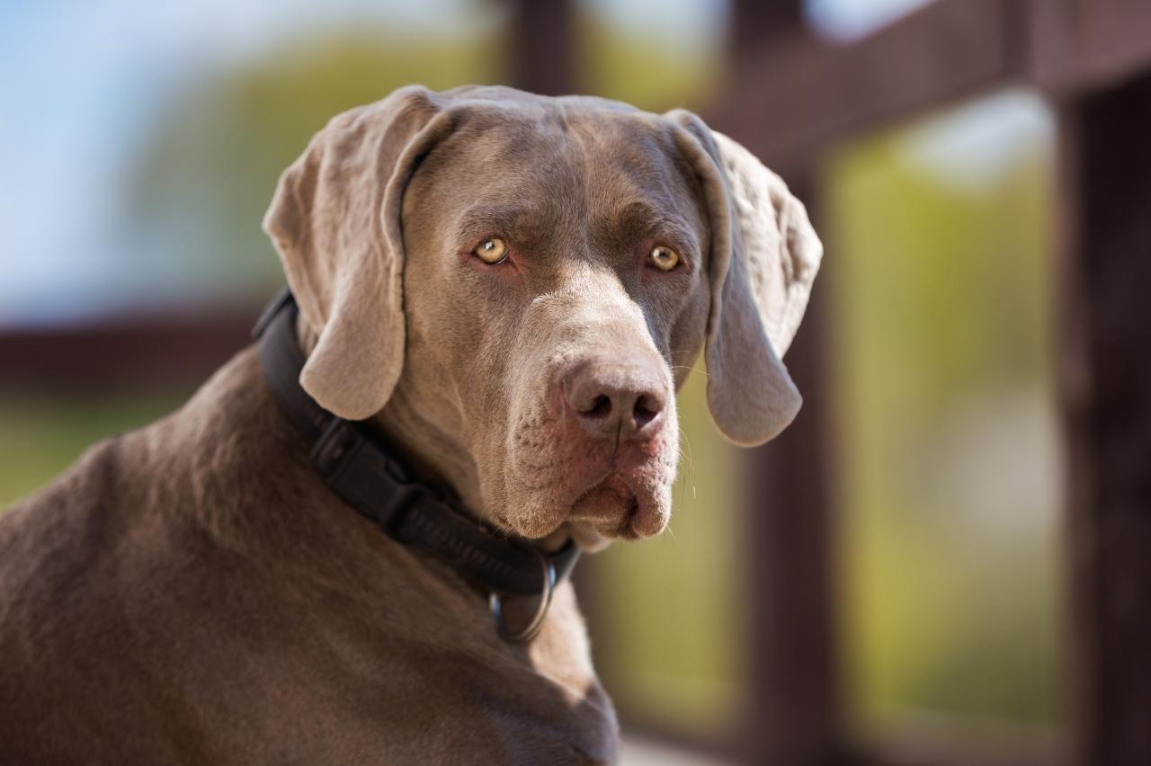 The 8 Best Dog Bathtubs For Weimaraners