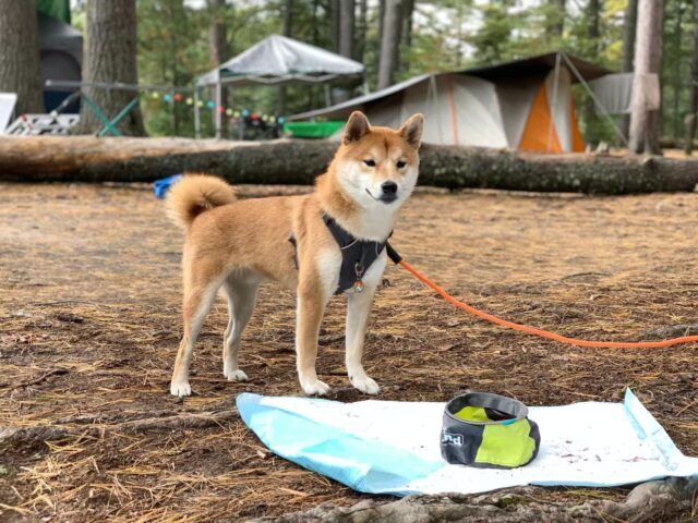 The 15 Best Akita Products For Travel