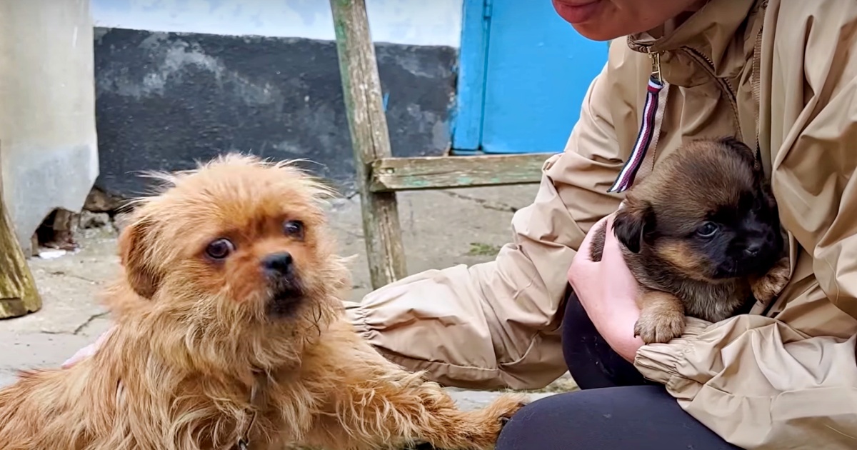 Chained Dog Begs Woman Not To Take Her Last Puppy Away