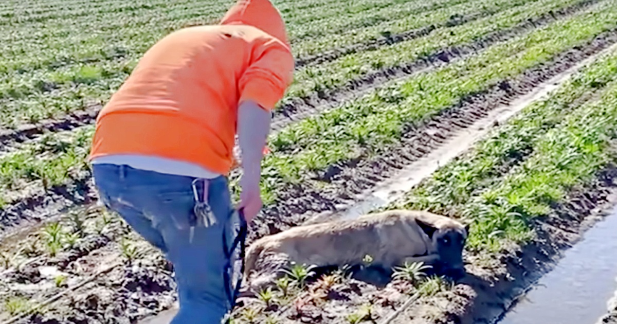 Abused Dog That Lashes Out At Strangers Reacts To Meeting His Rescuer