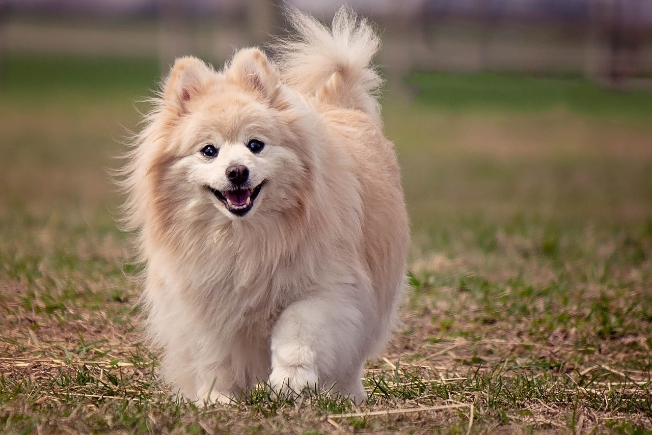 10 Hilarious Things Only a Pomeranian Owner Would Understand