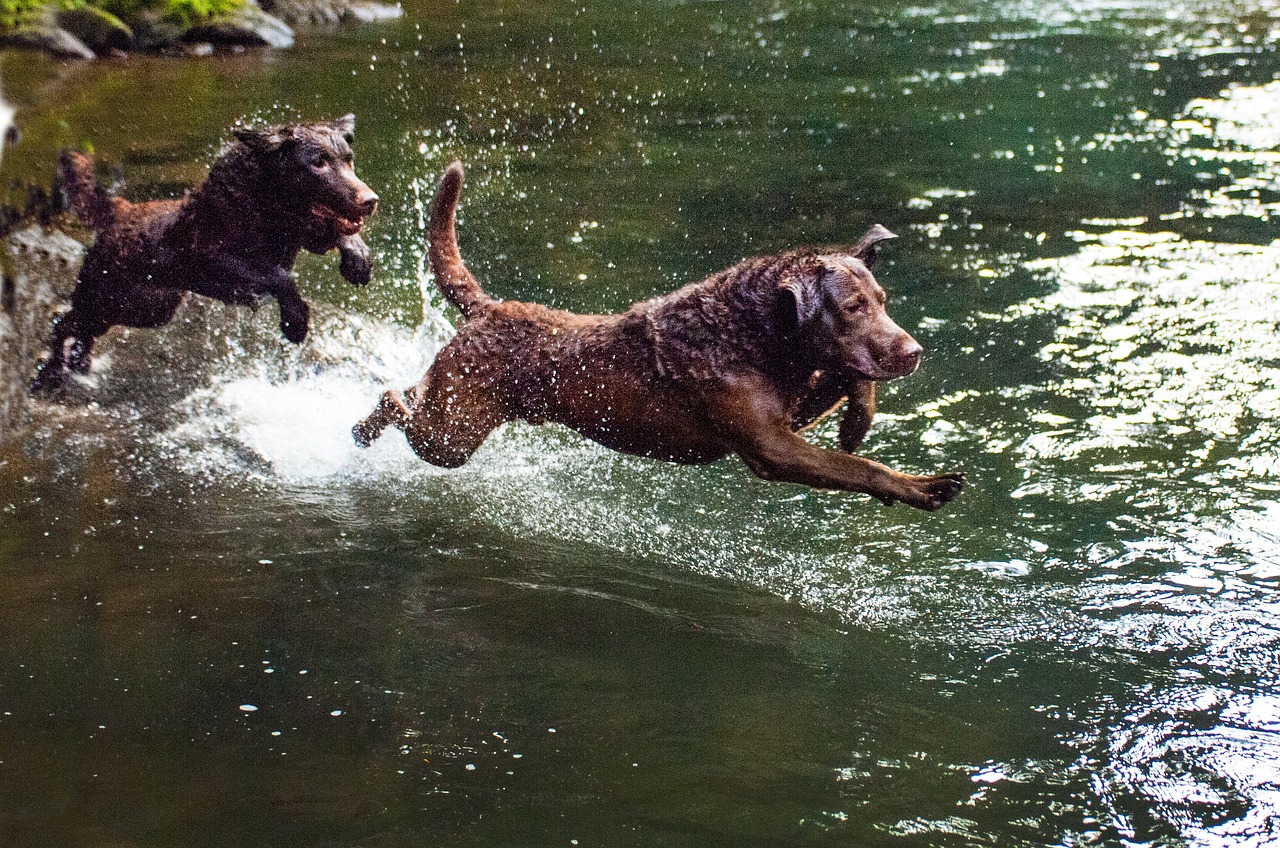 12 Secrets for Teaching a Chesapeake Bay Retriever Puppy Obedience