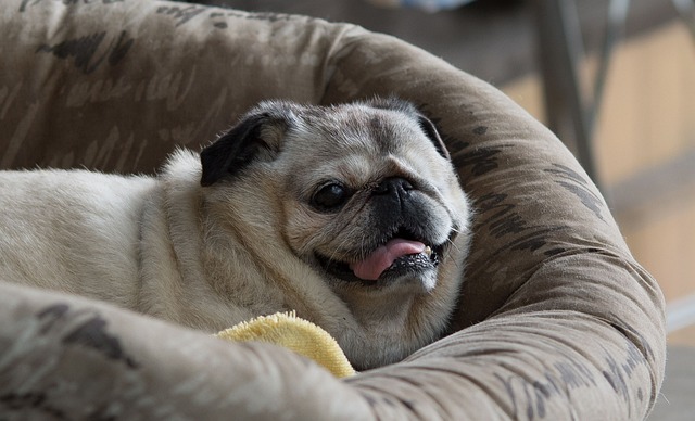 The 9 Best Beds For Senior Pugs