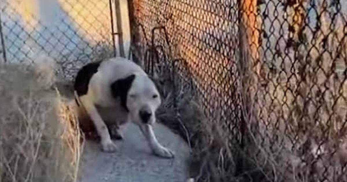 Pitbull Transforms From Scared & Standoffish To Total Sweetheart In Just 3 Minutes