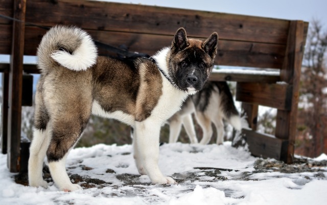 The 11 Best Potty-Training Products For Akita Puppies & Dogs