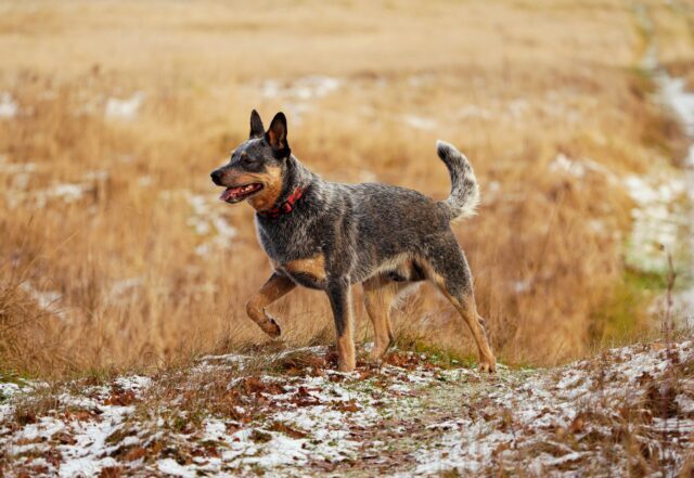 The 11 Best Potty-Training Products For Australian Cattle Dog Puppies & Dogs