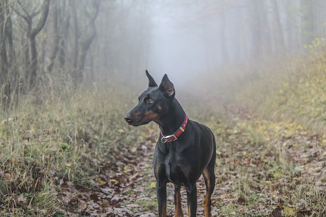 The Best 10 Doberman Activity Trackers For 2023