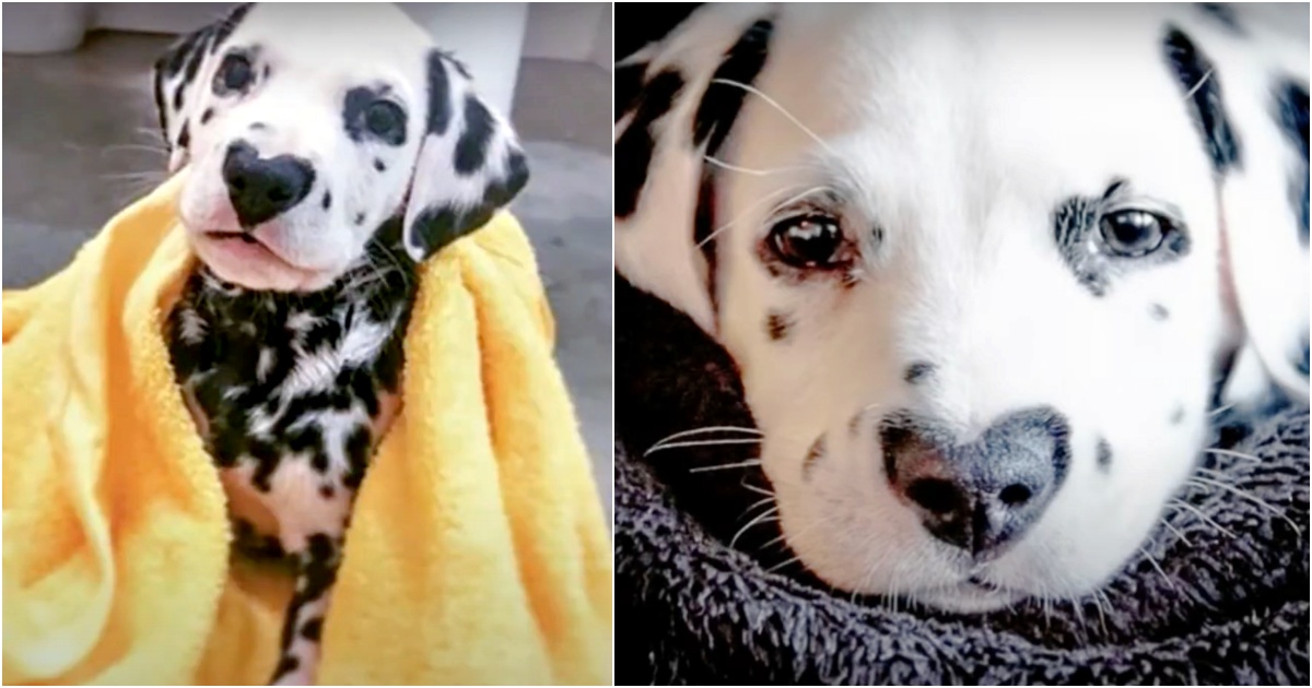 Say Hi To The Dalmatian Puppy Who Wears His Heart On His Nose