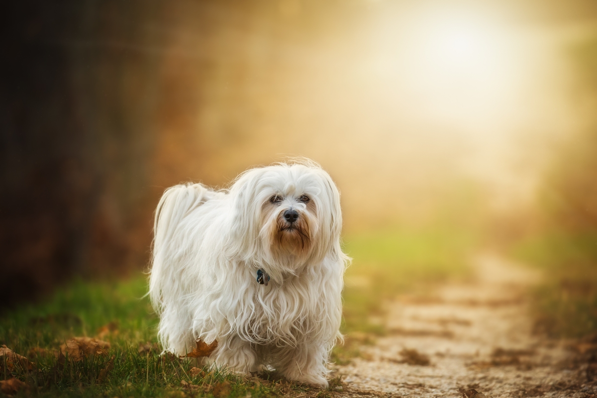 7 Best Dog Weight Loss Supplements for Havanese