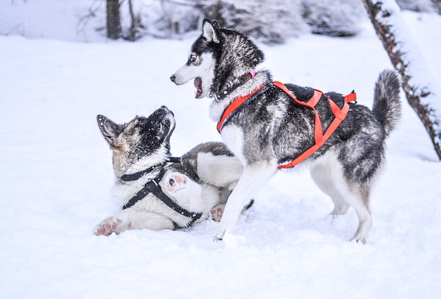 The Best 10 Husky Activity Trackers For 2024