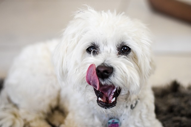 11 Best Maltese Dental Chews