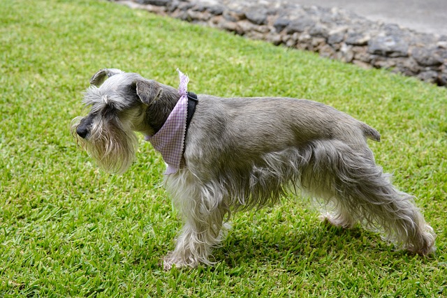 The 11 Best Potty-Training Products For Schnauzer Puppies & Dogs