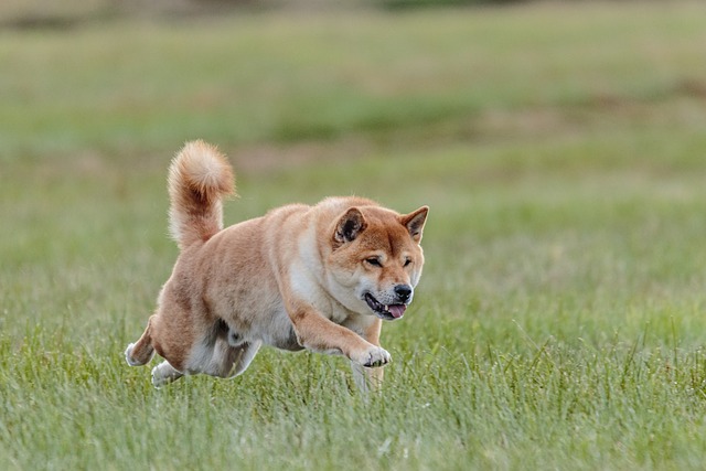 The Best 10 Shiba Inu Activity Trackers For 2024