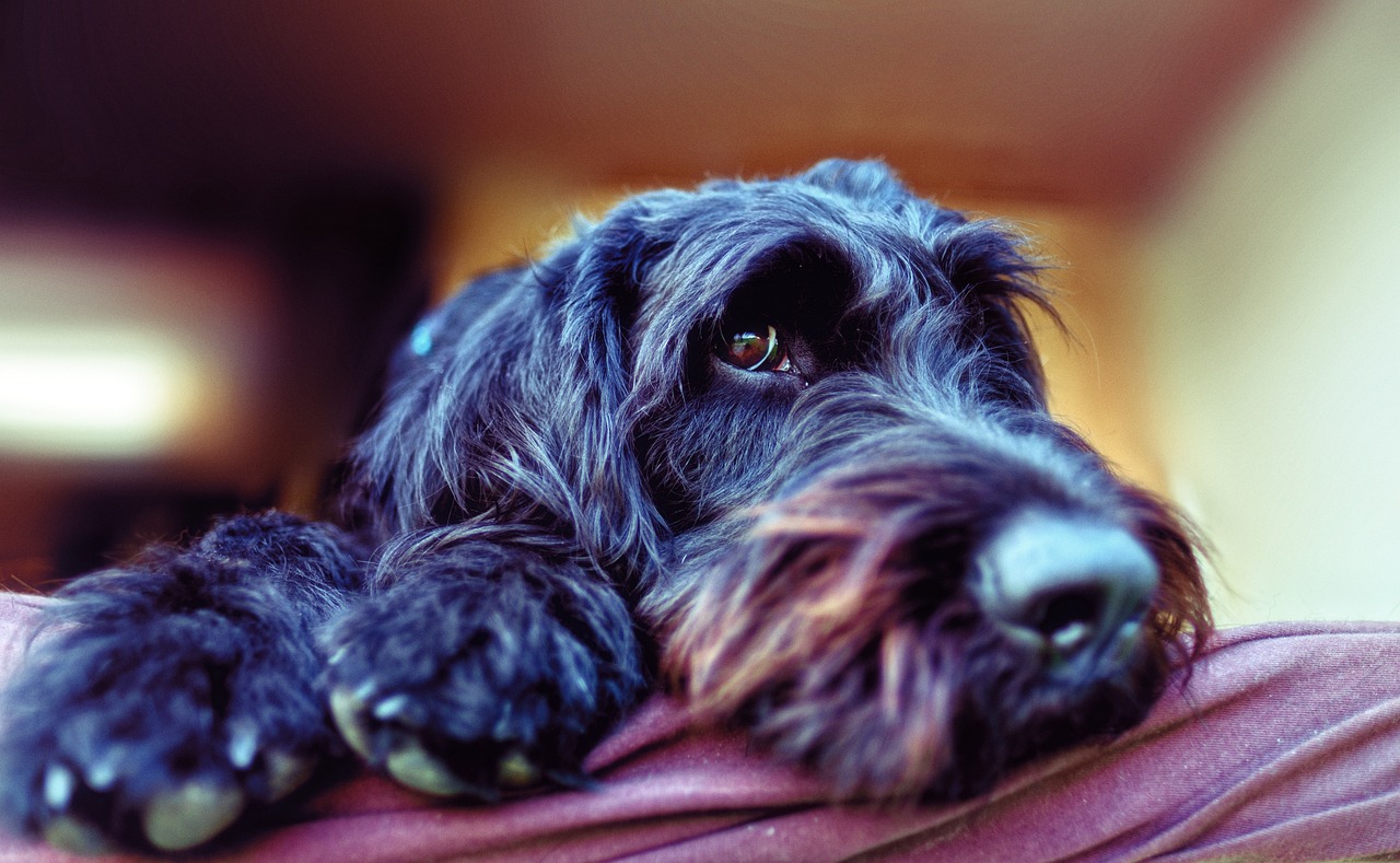 5 Emergency Red Flags for Labradoodle Owners: If Your Dog Does These, Rush Them to The Vet