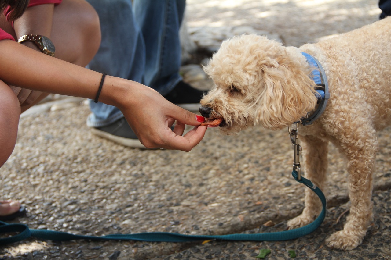 6 Best Freeze Dried Dog Treats