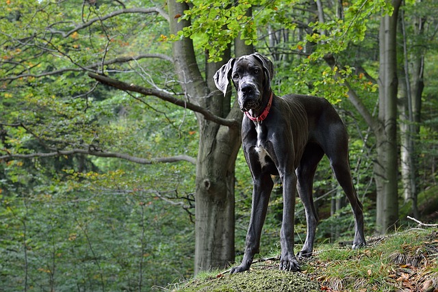 The 15 Best Great Dane Products For Travel