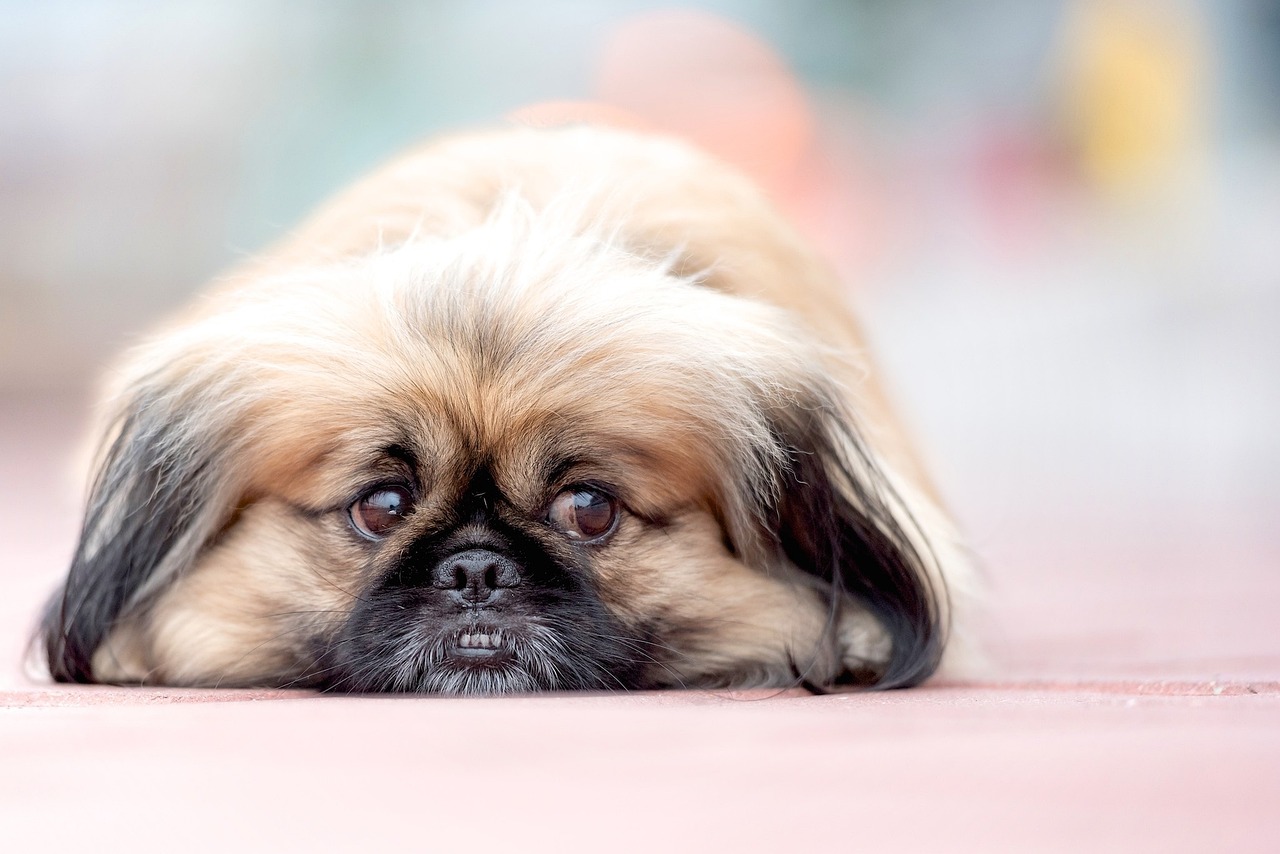 4 Ways to Help Your Pekingese's Fear of Fireworks This 4th of July