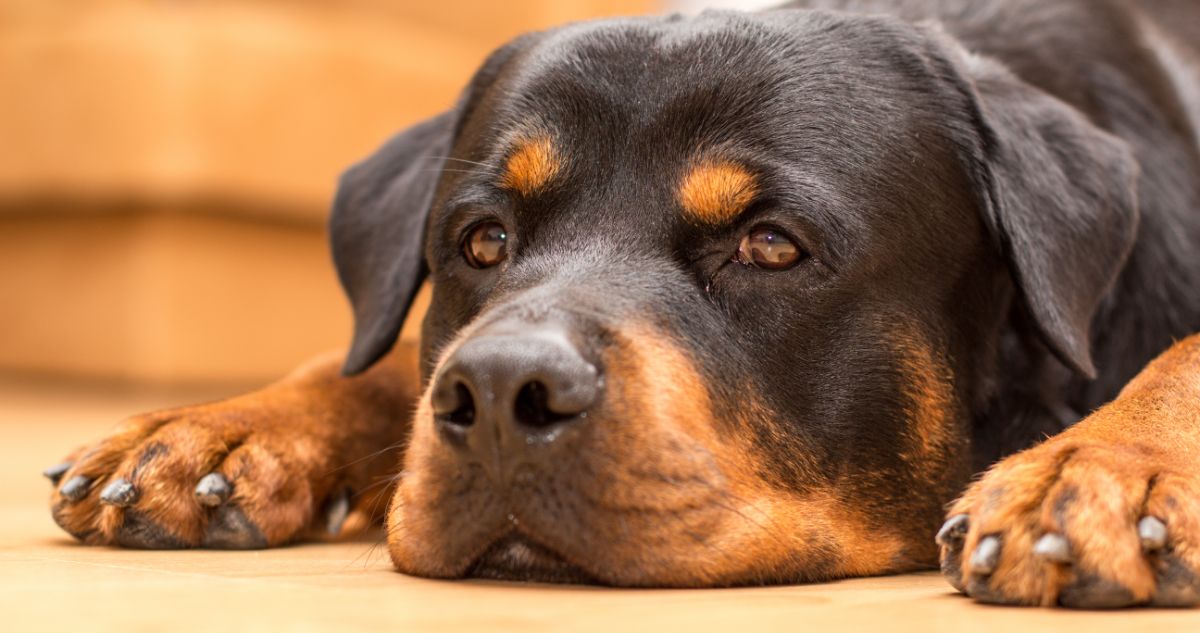 10 Best Dog Cameras for Rottweilers