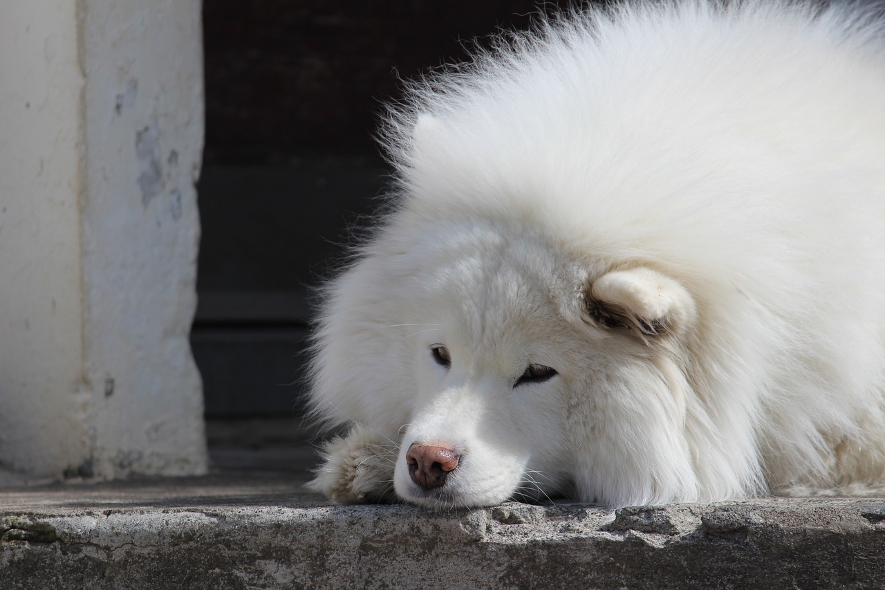 5 Emergency Red Flags for Samoyed Owners: If Your Dog Does These, Rush Them to The Vet