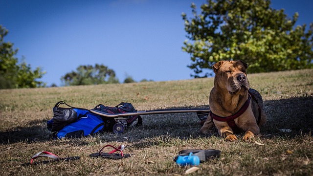 The 15 Best Shar Pei Products For Travel