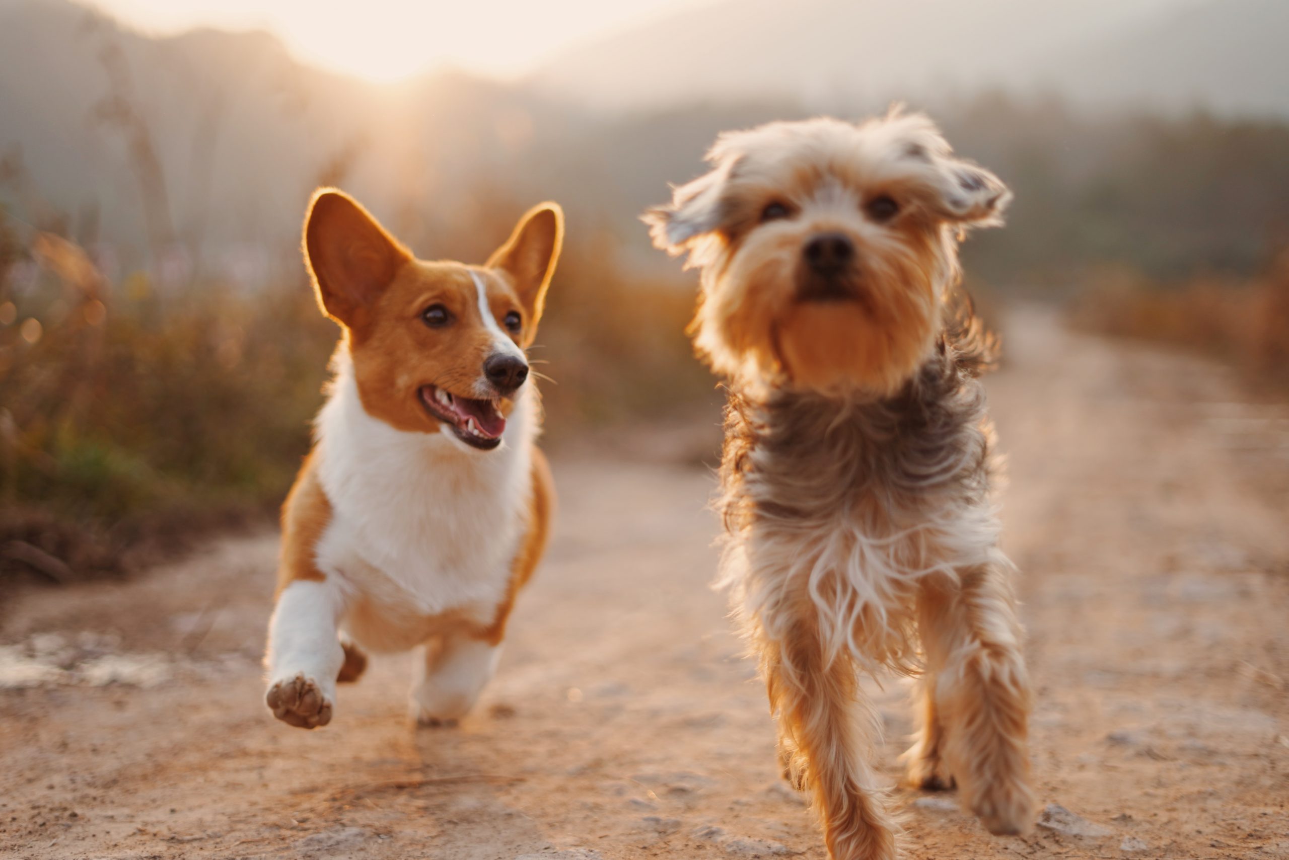 7 Best Hawaiian Shirts for Dogs