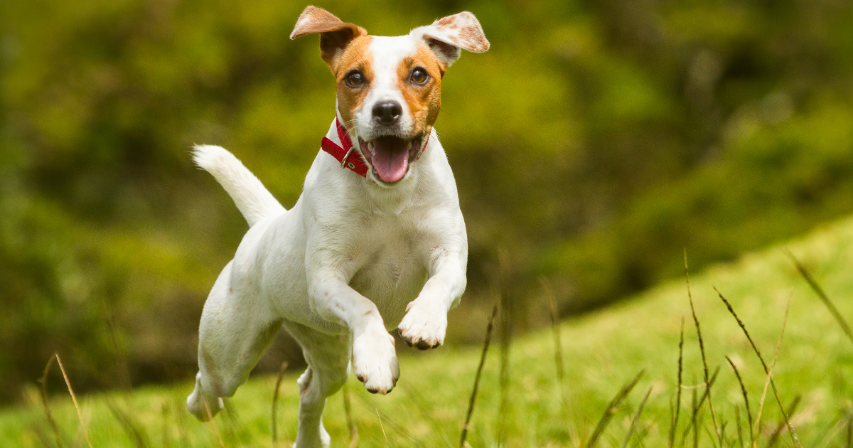 The Top 10 Fastest Dog Breeds