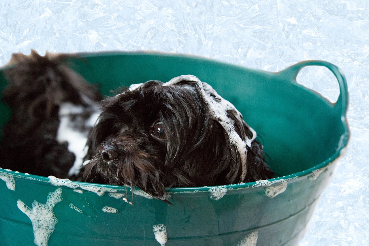 6 Best Puppy Shampoos