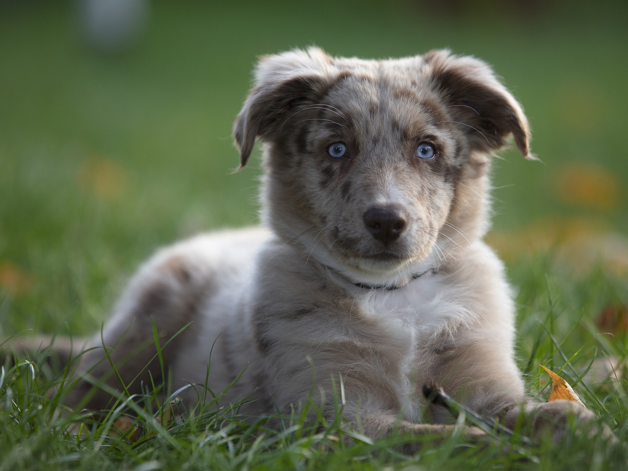 Australian Shepherd Puppy Training: The Surprising Truth About When to Start