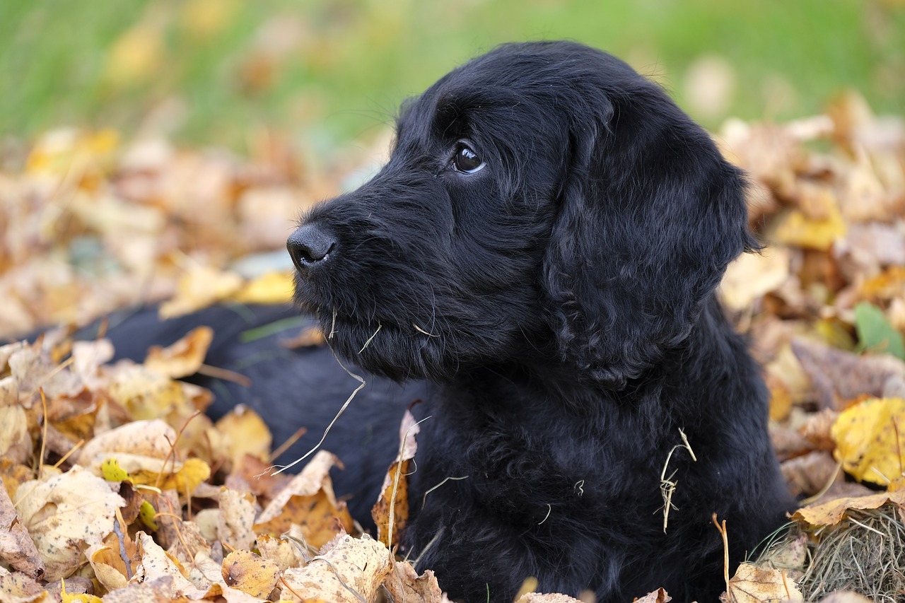 Labradoodle Puppy Training: The Surprising Truth About When to Start