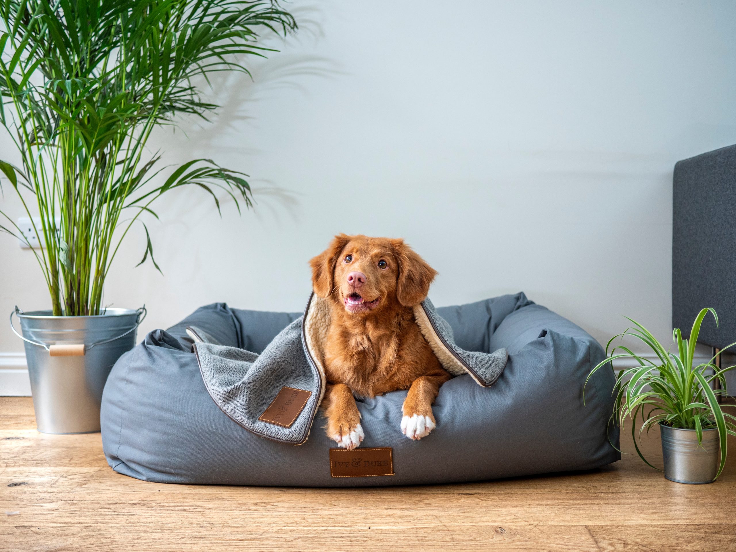 10 Best Eco-Friendly Dog Beds