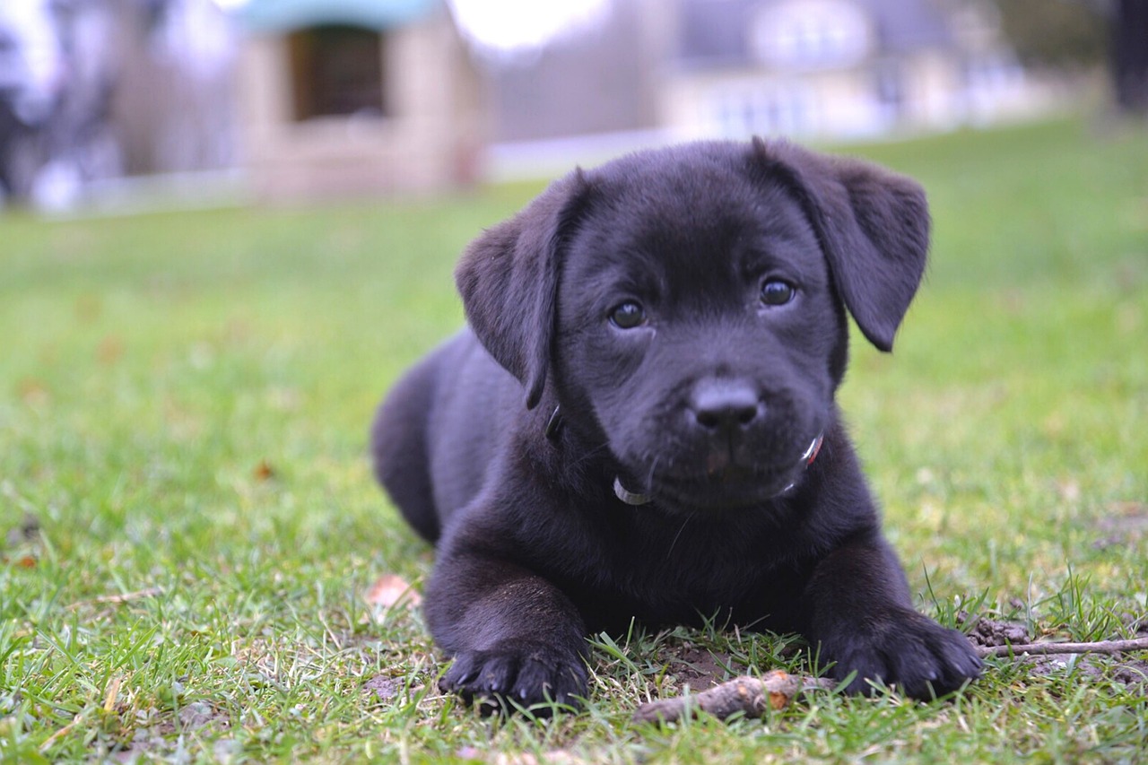 How to Socialize a Lab Puppy: Wrong & Right Ways