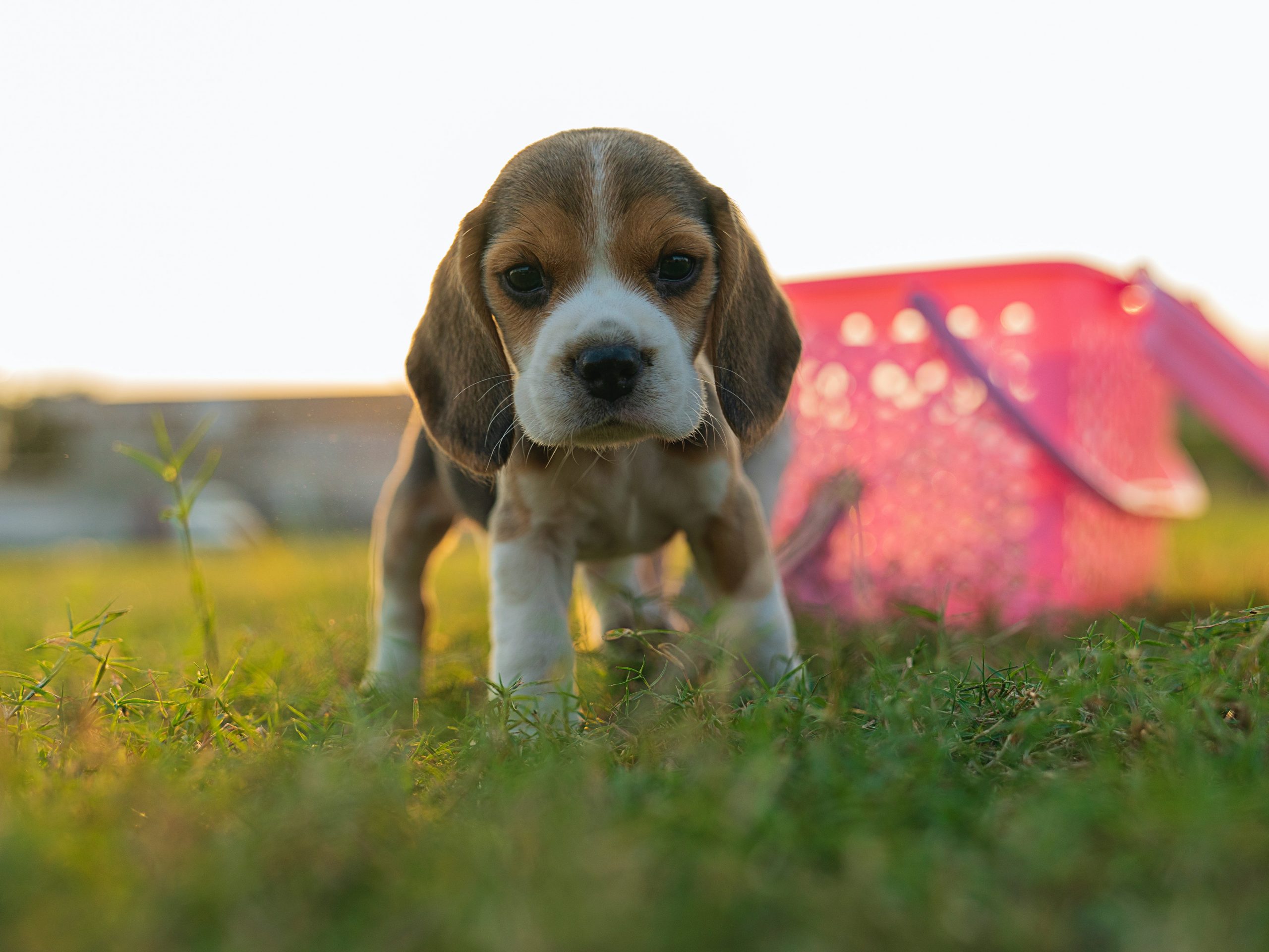 How to Socialize a Beagle Puppy: Wrong & Right Ways