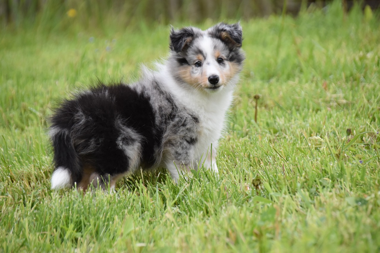 How to Stop a Sheltie Puppy from Biting: A Comprehensive Guide