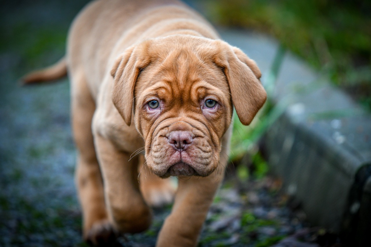 How to Stop a Dogue de Bordeaux Puppy from Biting: A Comprehensive Guide