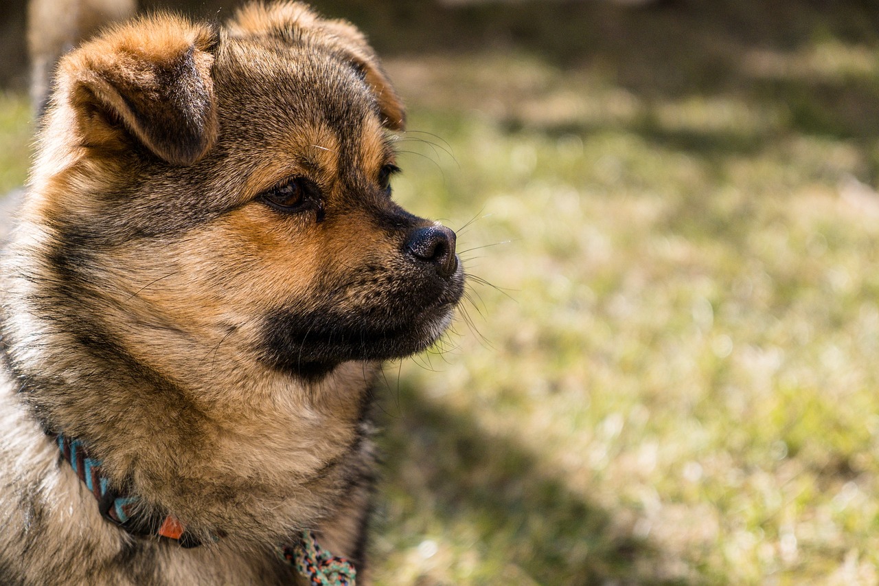 How to Stop a German Shepherd Puppy from Biting: A Comprehensive Guide