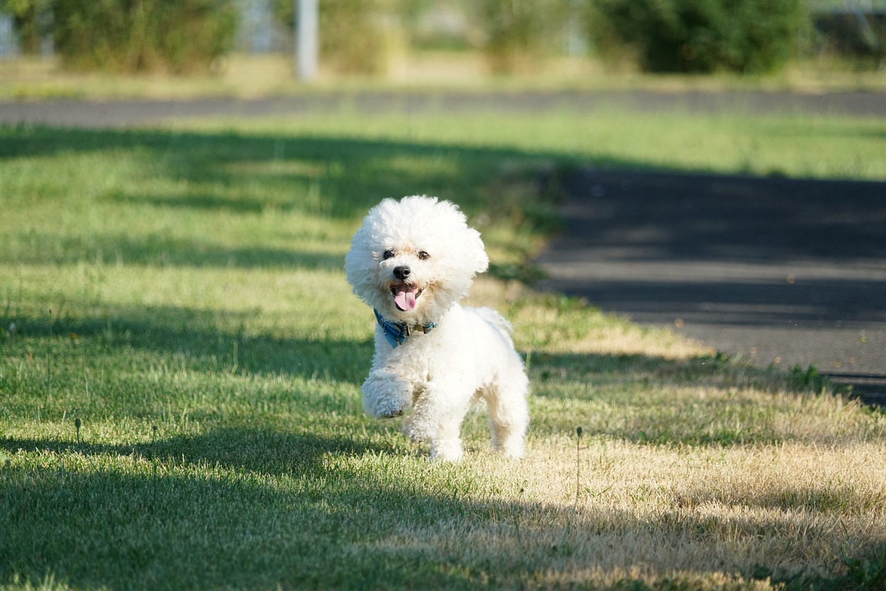 7 Best Ear Cleaners for Bichon Frises