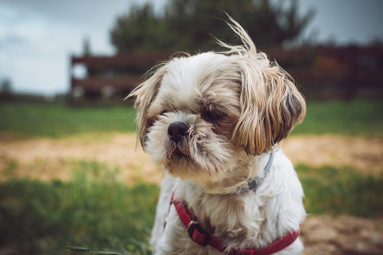 Are Shih Tzus Aggressive? – iHeartDogs.com