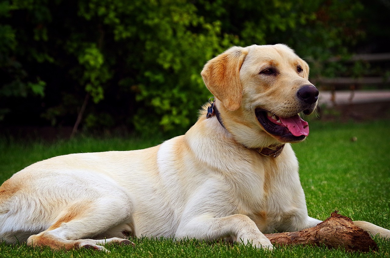 7 Best Dog Brushes for Labs