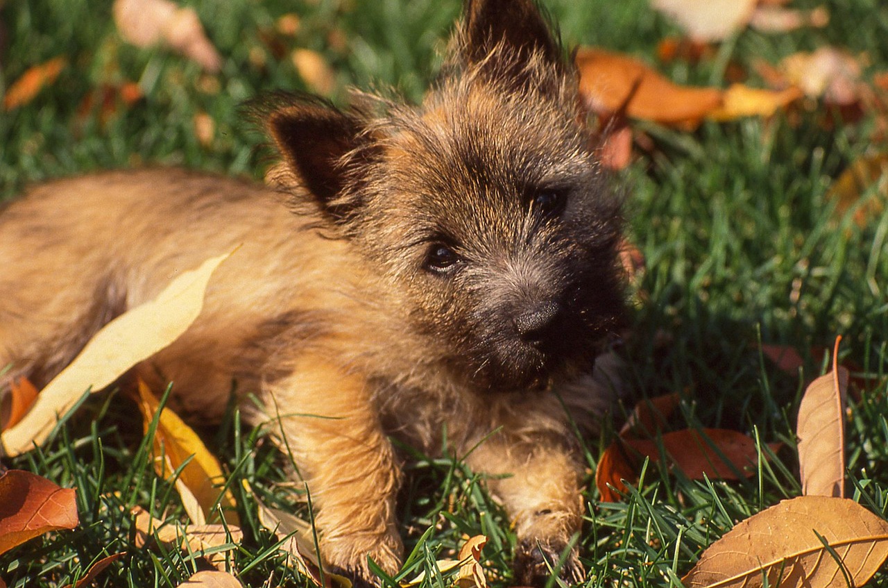 cairn-terrier-5651609_1280