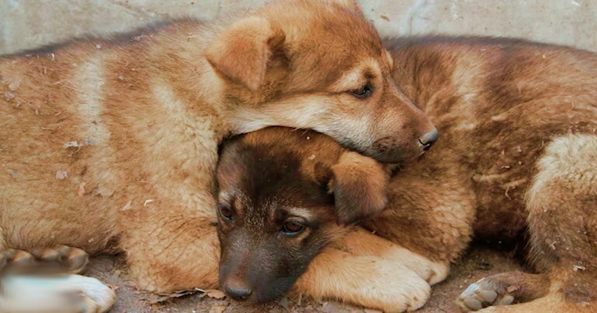 Girl Finds Puppies 'Huddled Together' For Warmth Beside Garbage Bins